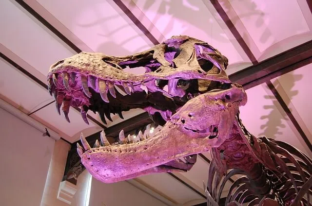 fosil de cabeza de tiranosaurio